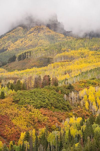 Jaynes Gallery 아티스트의 USA-Colorado-Uncompahgre National Forest Cloud and autumn-colored forest작품입니다.